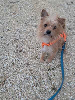 Marley, Yorkshire (Mix) - Rüde