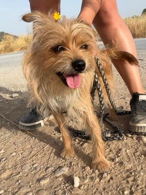 Marley, Yorkshire (Mix) - Rüde