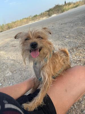 Marley, Yorkshire (Mix) - Rüde