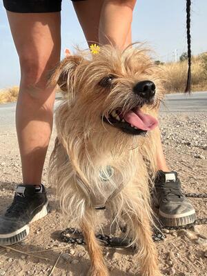 Marley, Yorkshire (Mix) - Rüde