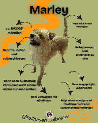 Marley, Yorkshire (Mix) - Rüde