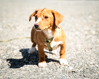 Marley, mischling Welpen - Rüde