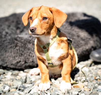 Marley, mischling Welpen - Rüde