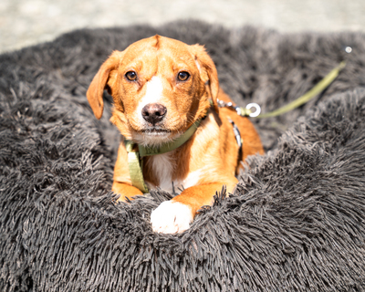 Marley, mischling Welpen - Rüde