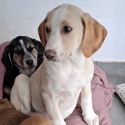 Marley - neugierig und aktiv, Mischling Welpen - Rüde