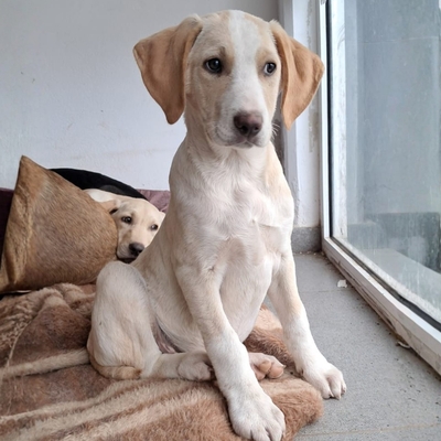 Marley - neugierig und aktiv, Mischling Welpen - Rüde