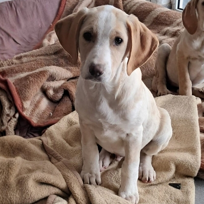 Marley - neugierig und aktiv 🏐 / Reserviert, Mischling Welpen - Rüde