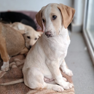 Marley - neugierig und aktiv / Vorgemerkt, Mischling Welpen - Rüde