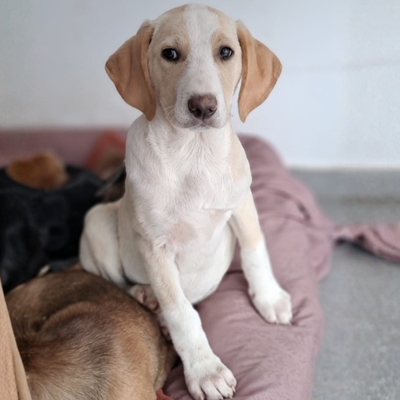 Marley - neugierig und aktiv / Vorgemerkt, Mischling Welpen - Rüde