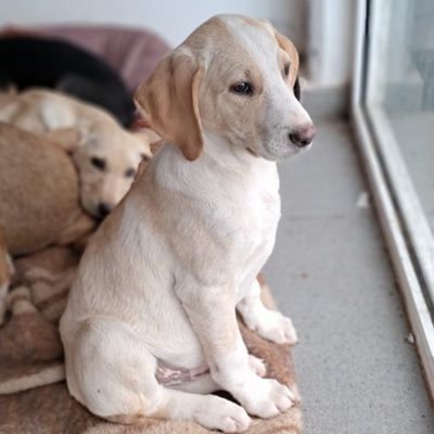 Marley - neugierig und aktiv / Vorgemerkt, Mischling Welpen - Rüde