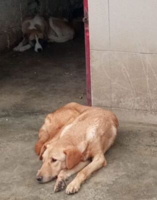 Maro, unbekannt - Rüde