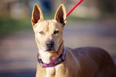 Maroni, Mischling - Hündin