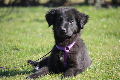 Marry, Mischling Welpen - Hündin