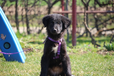 Marry, Mischling Welpen - Hündin