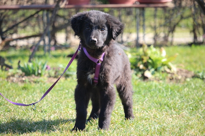 Marry, Mischling Welpen - Hündin
