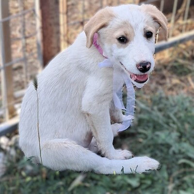 Marta -  das pure Leben auf vier Pfoten / Reserviert