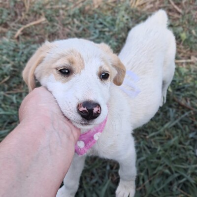 Marta - das pure Leben auf vier Pfoten / Reserviert, Mischling Welpen - Hündin