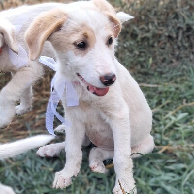 Marta - das pure Leben auf vier Pfoten / Reserviert, Mischling Welpen - Hündin