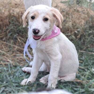 Marta - das pure Leben auf vier Pfoten / Reserviert, Mischling Welpen - Hündin