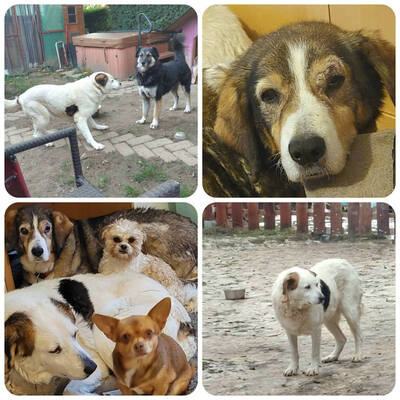 Marta und Mabel - NOTFALL Österreich, Mischling - Hündin