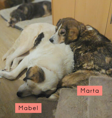 Marta und Mabel - NOTFALL Österreich, Mischling - Hündin