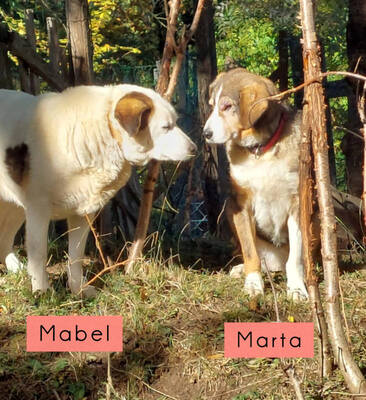 Marta und Mabel - NOTFALL Österreich, Mischling - Hündin