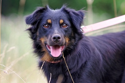 Martha, Mischling - Hündin