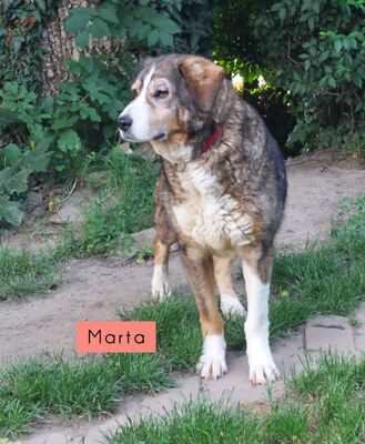 Martha und Mabel - NOTFALL Österreich, Mischling - Hündin