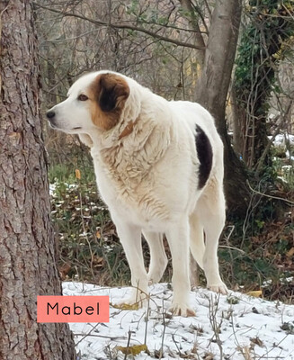 Martha und Mabel - NOTFALL Österreich, Mischling - Hündin