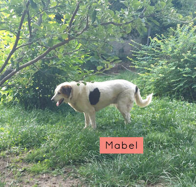 Martha und Mabel - NOTFALL Österreich, Mischling - Hündin