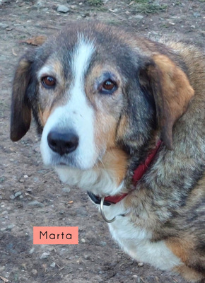 Martha und Mabel - NOTFALL Österreich, Mischling - Hündin