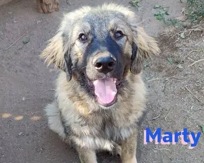 Marty, Leonberger Mix - Rüde