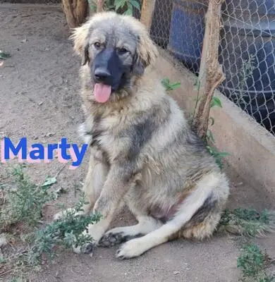Marty, Leonberger Mix - Rüde