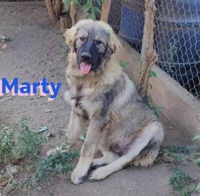 Marty, Leonberger Mix - Rüde