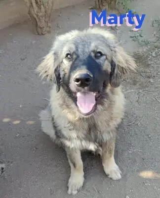 Marty, Leonberger Mix - Rüde