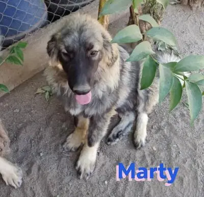 Marty, Leonberger Mix - Rüde