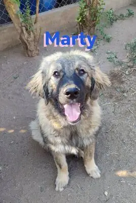 Marty, Leonberger Mix - Rüde