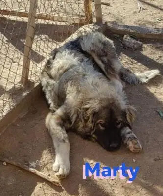 Marty, Leonberger Mix - Rüde