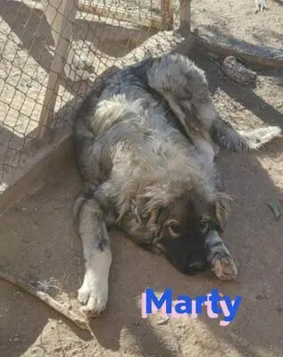 Marty, Leonberger Mix - Rüde
