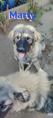 Marty, Leonberger Mix - Rüde