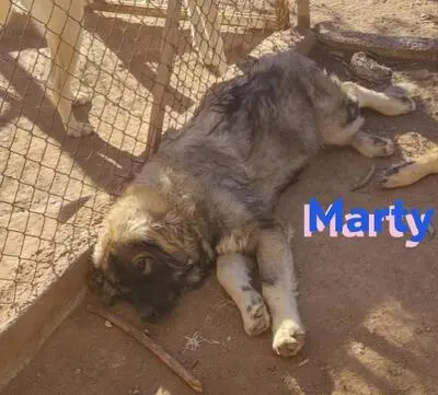 Marty, Leonberger Mix - Rüde