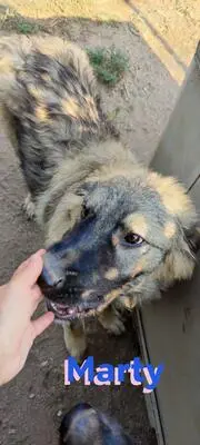 Marty, Leonberger Mix - Rüde