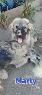 Marty, Leonberger Mix - Rüde