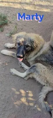 Marty, Leonberger Mix - Rüde