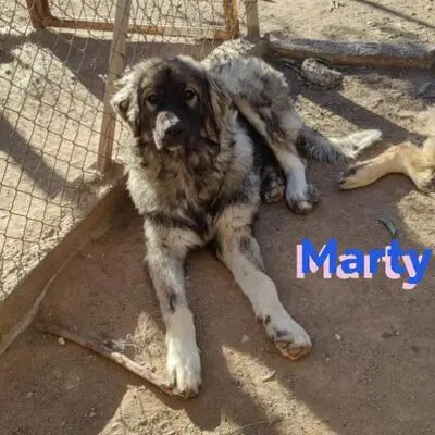 Marty, Leonberger Mix - Rüde