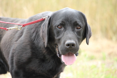 Marty, Mischling - Rüde