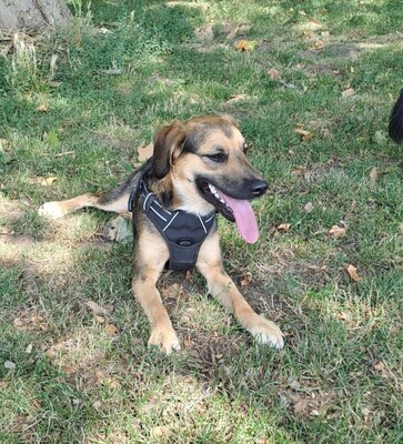 Marty, Mischling - Rüde