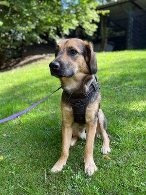 Marty, Mischling - Rüde