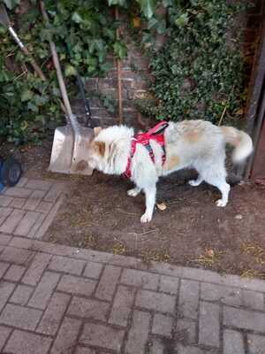 Mary Ann, Mischling - Hündin