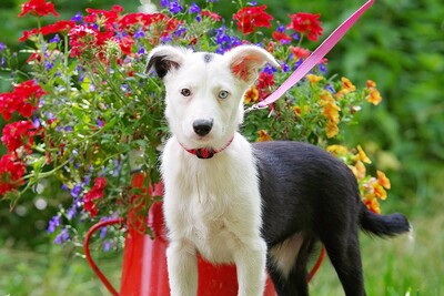 Mary, Mischling Welpen - Hündin